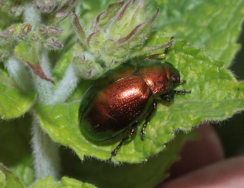 Réf. 286 054 : Chrysolina sp.